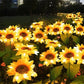 🌻60 % RABATT! ☀️ Wasserdichte Solar-Sonnenblumenlichter – Realistische Blütenblätter, IP65 wetterfest & 8–12 Stunden automatisches Leuchten ☀️🌻