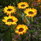 🌻60 % RABATT! ☀️ Wasserdichte Solar-Sonnenblumenlichter – Realistische Blütenblätter, IP65 wetterfest & 8–12 Stunden automatisches Leuchten ☀️🌻