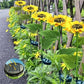 🌻60 % RABATT! ☀️ Wasserdichte Solar-Sonnenblumenlichter – Realistische Blütenblätter, IP65 wetterfest & 8–12 Stunden automatisches Leuchten ☀️🌻